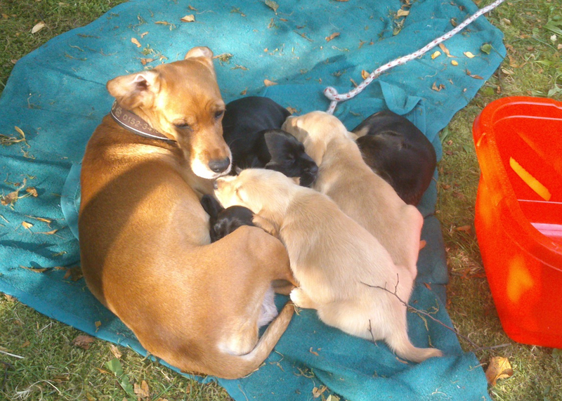 Finas Vierbeiner BWurf (Nano)